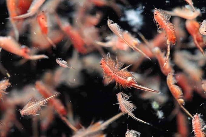 Brine Shrimp Artemia Eggs, Premium Grade 90% Hatch Rate from The Great Salt Lake, Utah, USA…1.5-lb Lg Jar