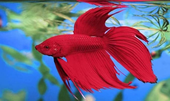 Tetra BettaSafe, Aquarium Water Conditioner For Bettas, 1.69-Ounce, 50ml, Golds & Yellows (16837)
