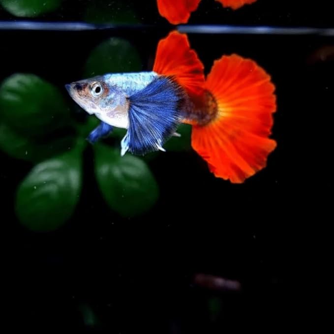 Platinum Red Tail Big Ear Koi Guppy Live Aquarium Fish (10+ Count) Tropical Freshwater Guppies for Community and Planted Tanks