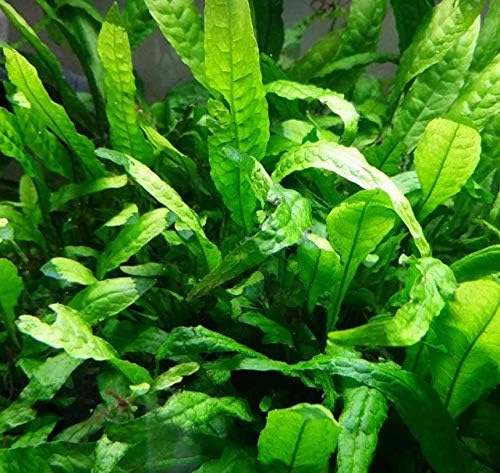 Java Fern Microsorum Pteropus Bundle Low Light Freshwater Easy Tropical Live Aquarium Plant Decorations 3 Days Guarantee by Mainam