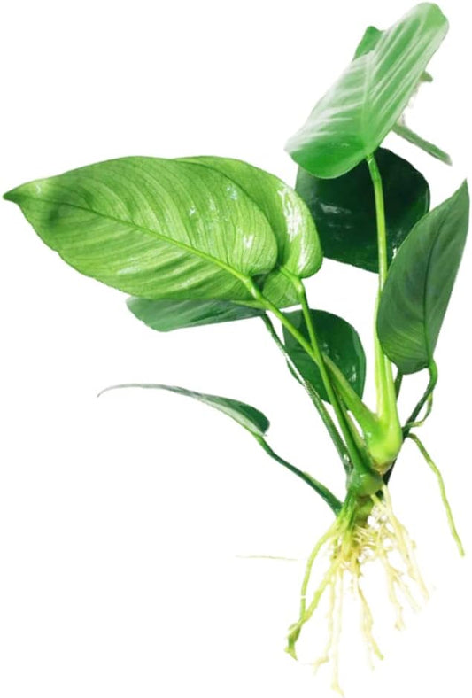 Mainam Anubias Barteri Broad Leaf Tropical Freshwater Live Aquarium Plant Decorations (1 Pack)