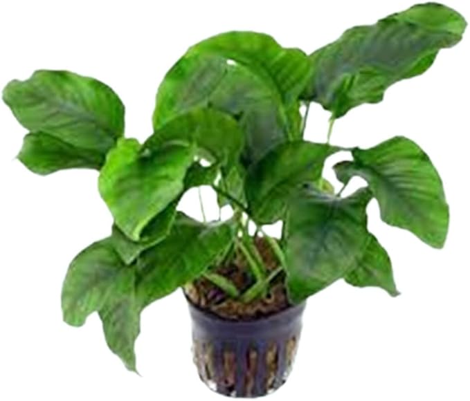 Anubias Nana Live Aquarium Plant 2 Inch Pot Freshwater Low Light Easy Care Fish Tank Plant