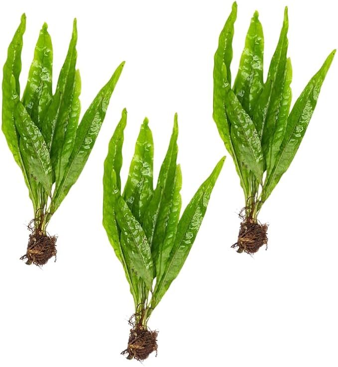 3 X Java Fern | Microsorum Pteropus + 1 Bonus Plant (Tropical Live Aquarium Plants) 2-Day Arrival