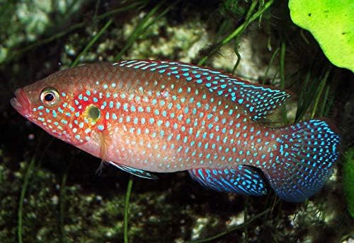 Quinn's Fins- Jewel Cichlid- Hemichromis bimaculatus- Live Aquarium Fish (Large 3""+)"