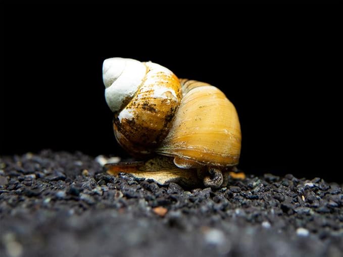 Aquatic Arts 10 Japanese Trapdoor Snails | Pond Snail/Freshwater Aquarium Clearer/Tetra Pond Clarifier/Filter | Great with Hornwort Plant