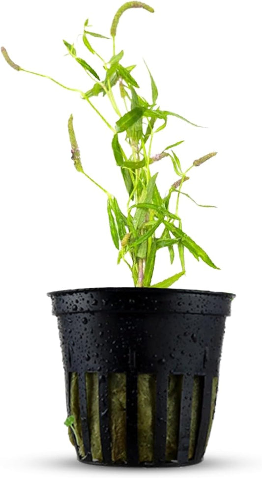 Pogostemon Stellatus Narrowleaf Live Aquarium Plant - Hardy Low Maintenance Freshwater Plant - Ideal for Betta and Shrimp Tanks - Ideal for Aquascaping & Fish Health - 2 Pot