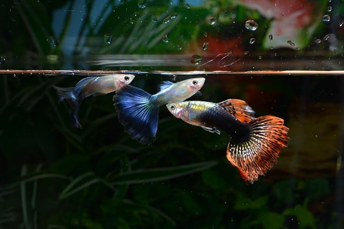 Swimming Creatures 6 Assorted Male Fancy Guppy Live Tropical Freshwater Aquarium Fish