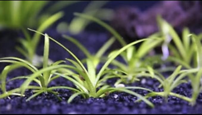15x Dwarf Sagittaria Subulata Dwarf Sag Live Aquarium Plants Aquatic Carpet Plant Buy 2 GET 1FREE