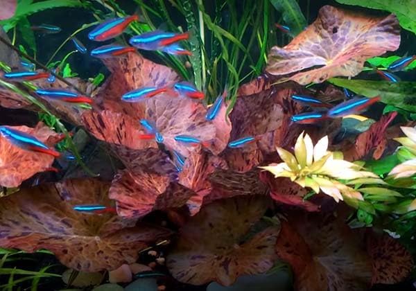 3X Tiger Lotus Bulbs Nymphaea Tiger Lotus Easy Live Aquarium Plants for Aquatic Freshwater Fish Tank