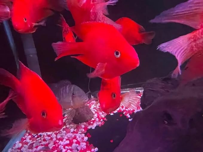 Purple King Kong Parrot Cichlid 2.5–3” – Live Vibrant Freshwater Aquarium Fish – Hardy & Colorful.