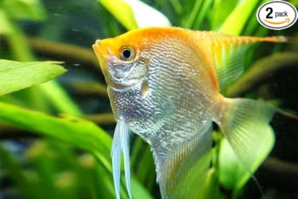 2-Pack Gold Angelfish 3” – Live Freshwater Cichlids for Planted Aquariums