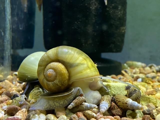 Aquatic Freshwater Snail Food Mix #2 with Calcium Snail,Shrimp & Crayfish Food (8oz)- A2