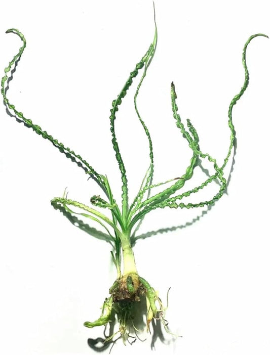 Live Aquarium Crinum Calamistratum Plant - Improve Water Quality - Promotes Aquatic Breeding - Fast Growth, Long Lasting & Easy to Care - 1 Crinum Calamistratum Plant, Green