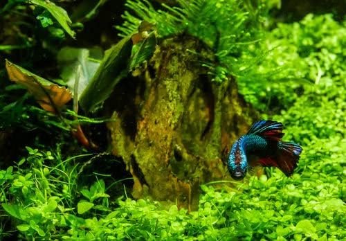 Marcus Fish Tanks - 3X Micranthemum Monte Carlo Pots Easy Live Aquarium Plants