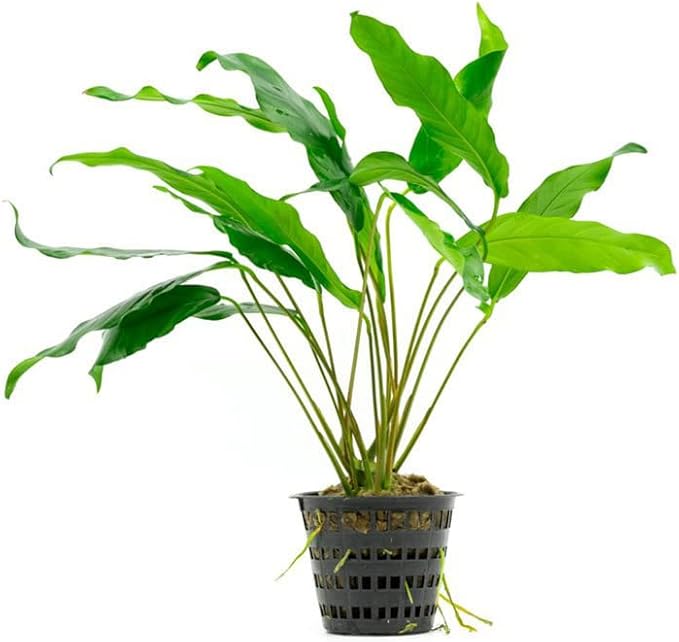 Anubias Minima Live Freshwater Aquarium Plant – Hardy Low Maintenance Aquatic Plant - Ideal for Low Light & Natural Fish Tank Decoration - Safe for Shrimp & Betta - 2 Inch Pot