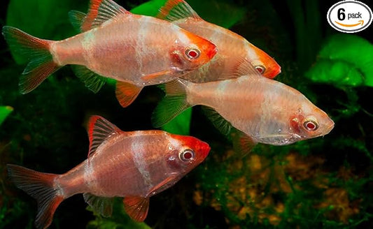 Albino Tiger Barb (Pack of 6) Live Fish for Aquarium. (Puntigrus tetrazona) Active, Colorful, and Ideal for Community Aquariums. Easy to Care for, These Fish Freshwater Live Alongside Other Species.