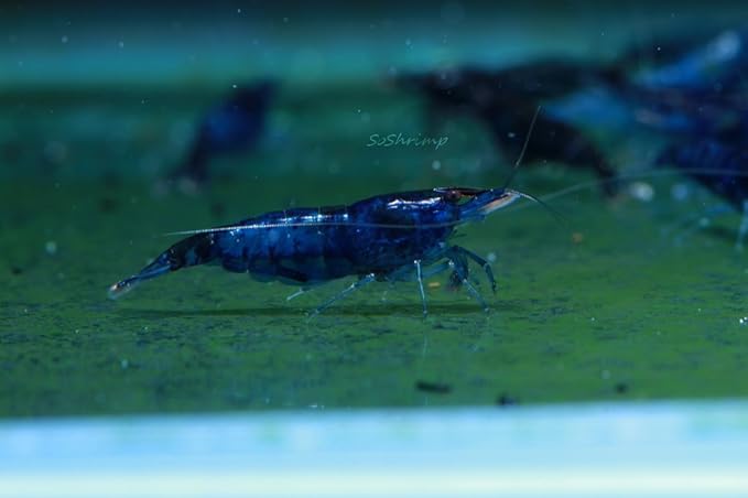 Live Freshwater Aquarium Shrimp - Neocaridina (Blue Dream, 10 Pack)
