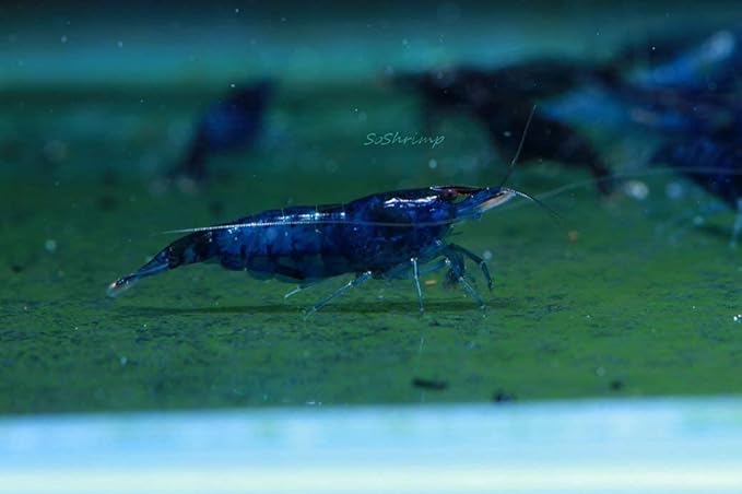 Live Freshwater Aquarium Shrimp - Neocaridina (Blue Dream, 5 Pack)
