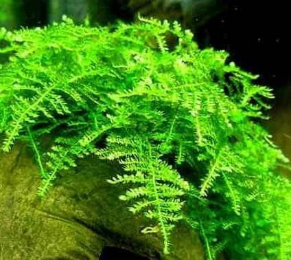 Marcus Fish Tanks - Christmas Moss Vesicularia Montagnei Easy Live Aquarium Plant Large Baseball Size Portion Buy 2 GET 1FREE