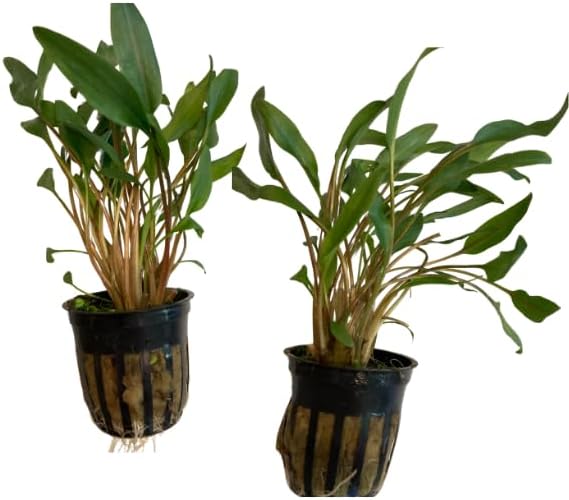 Lush Green Lutea Crypt (Cryptocoryne Lutea) Bundles (3-5-12)- Vibrant Freshwater Aquarium Plant (3)