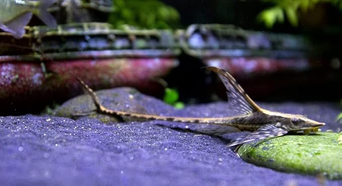Royal Farlowella Catfish (Packs of 2 Fish) - Aquarium Exotic Freshwater Live Fish Live Aquarium Fish