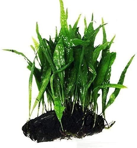 Java Fern on Driftwood Live Aquarium Plants for Freshwater Fish Tank Water Plants Decorations