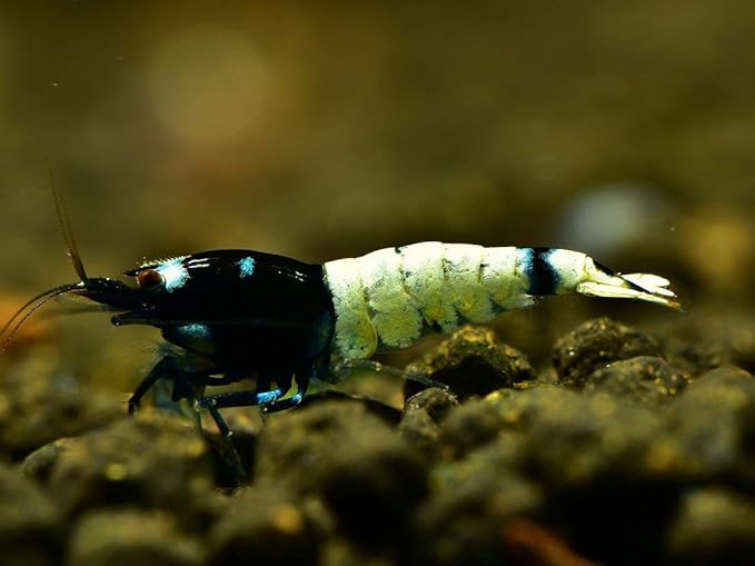 ShrimpRack™ 10 Black German Pinto Freshwater Aquarium Shrimps 1/4 to 1/2 inch Long.