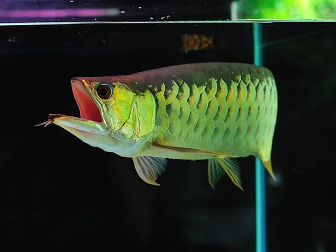 8mm - 5/16" Carnivore Sinking Pellets for Carnivore Cichlids, Catfish, Monster Fish, Bottom Fish, All Large Fish, Also Koi & Pond Fish. - WL…11oz Jar