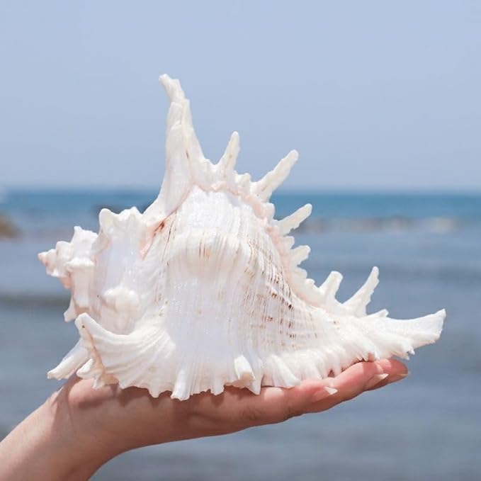 YZHZOM 5.5‘’ to 6.3‘’ Large Natural Conch Shell Fish Tank Hideout Fish Tank House Natural Conch sea Shells for Fish Tank,Air Plant,Home Decorations,DIY Crafts