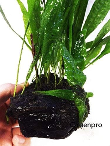 Java Fern on Driftwood Live Aquarium Plants for Freshwater Fish Tank Water Plants Decorations