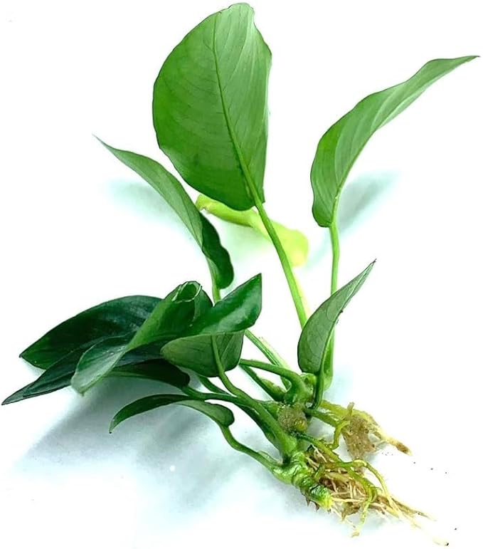 Java Fern and Anubias Aquarium Plant Bundle - Live Freshwater Plants for Aquascaping, Low Maintenance, Easy Beginner Friendly Decor for Fish Tank