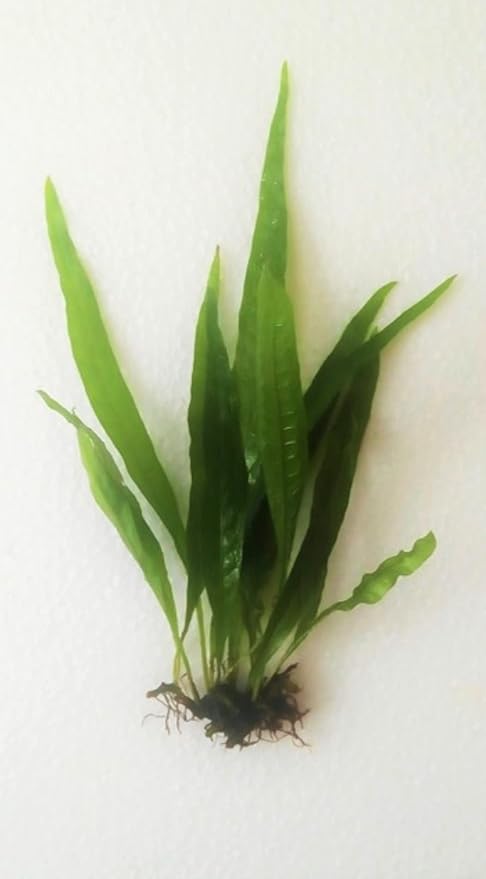 Java Fern and Anubias Aquarium Plant Bundle - Live Freshwater Plants for Aquascaping, Low Maintenance, Easy Beginner Friendly Decor for Fish Tank