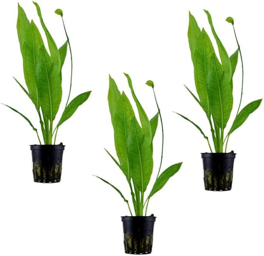 3 X Amazon Sword Bare Root | Echinodorus grisebachii 'Bleherae' + 1 Bonus Plant (Tropical Live Aquarium Plants) 2-Day Arrival