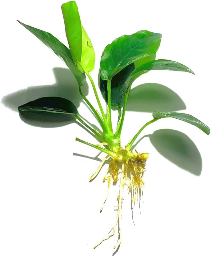 Java Fern and Anubias Aquarium Plant Bundle - Live Freshwater Plants for Aquascaping, Low Maintenance, Easy Beginner Friendly Decor for Fish Tank