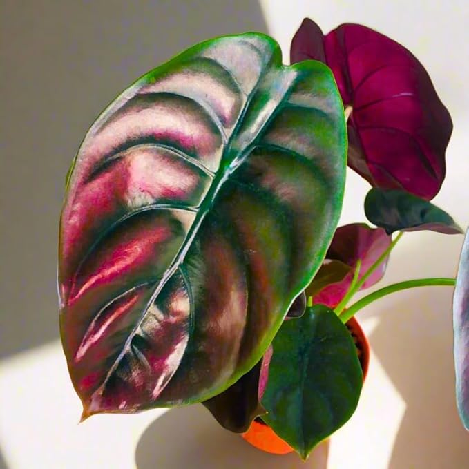 Pack 2 Red Alocasia Live Plant for Planting, Indoor Houseplant Alocasia Plant Live, 5 to 7 Inc Tall, Bare Root, Alocasia Colocasia Taro Plant for Ornamental Plants