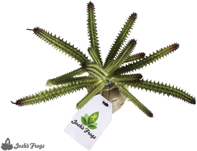 Josh's Frogs Arid Artificial Plants for Reptiles (Euphorbia)