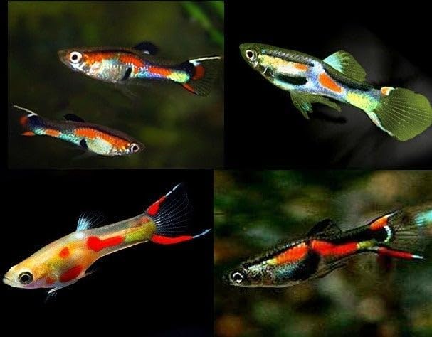Swimming Creatures™ Tropical Live Guppy Freshwater Aquarium Fish (6 Assorted Color Endler)