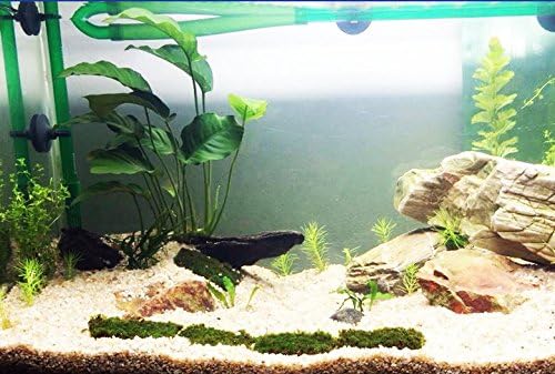Anubias Barteri Large | Broad Leaf Live Aquarium Plant for Freshwater Fish Tank