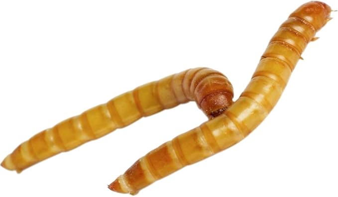 Predator Foods Bulk Live Mealworms - 1000 Count (Small - 0.25")