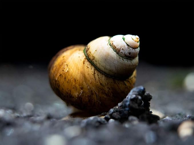 Aquatic Arts 10 Japanese Trapdoor Snails | Pond Snail/Freshwater Aquarium Clearer/Tetra Pond Clarifier/Filter | Great with Hornwort Plant