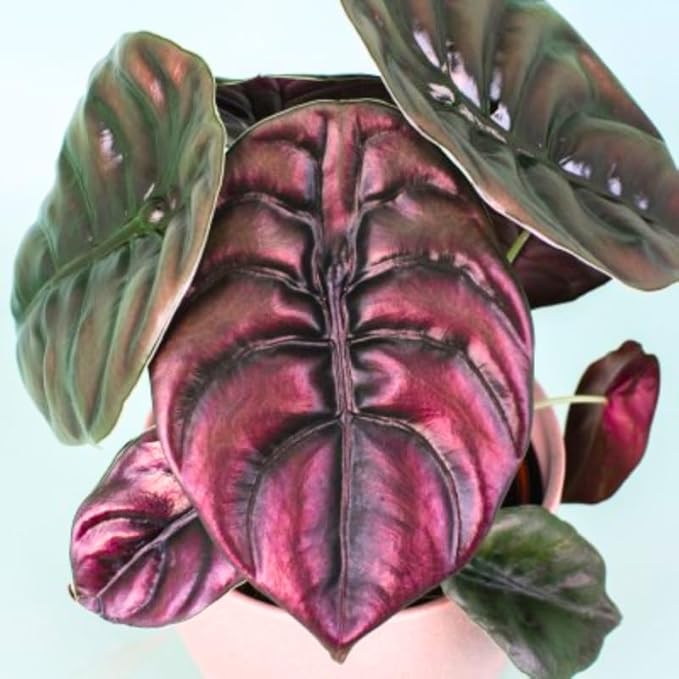Pack 2 Red Alocasia Live Plant for Planting, Indoor Houseplant Alocasia Plant Live, 5 to 7 Inc Tall, Bare Root, Alocasia Colocasia Taro Plant for Ornamental Plants