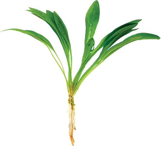 | Live Aquarium Helanthium Tenellum Echinodorus Plants - Increases Beauty - Removes Nitrates - Long Lasting - Grows in Low-Light - Suitable for Summer & Winter - Small