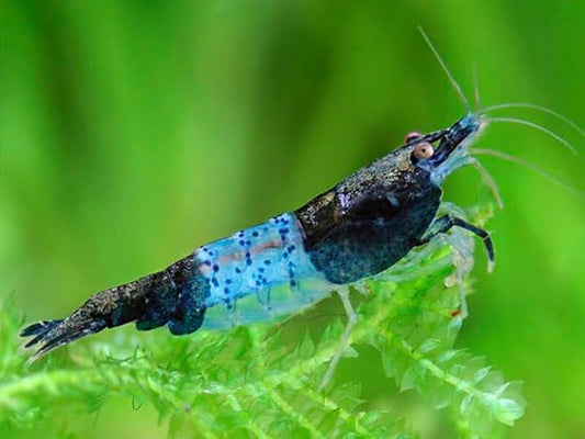 SF Aquatic™ 10 Blue Rili Shrimps High Grade Neocaridina Live Freshwater Aquarium Shrimps. Mature Breeding Age. Live Arrival Guarantee.
