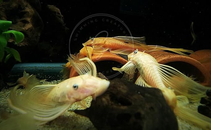 Swimming Creatures™ L‑144 Longfin Albino Pleco (Ancistrus cf. cirrhosus) – Tank-Bred Live Freshwater Aquarium Fish (Size Approx 1-2")