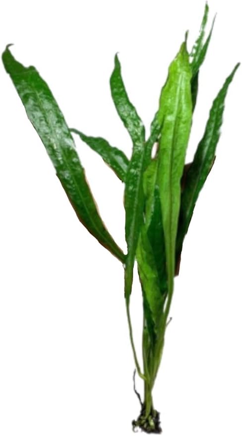 Java Fern and Anubias Aquarium Plant Bundle - Live Freshwater Plants for Aquascaping, Low Maintenance, Easy Beginner Friendly Decor for Fish Tank