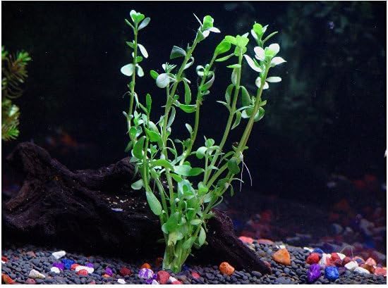 Florida 10 Species Live Aquarium Plants Bundle
