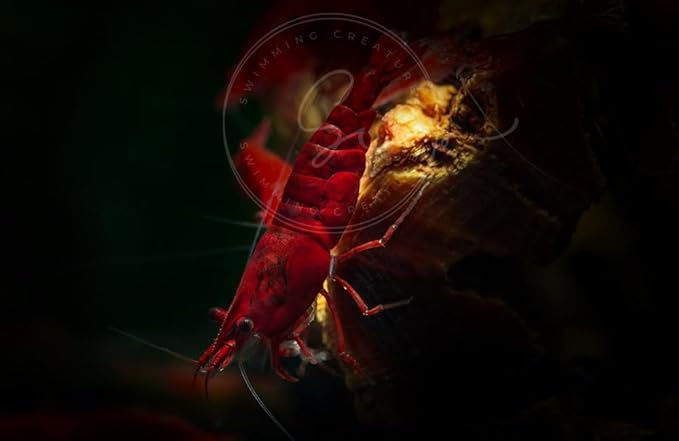Swimming Creatures™ 10 Fire Red Premium High-Grade Neocaridina Freshwater Aquarium Shrimp Live