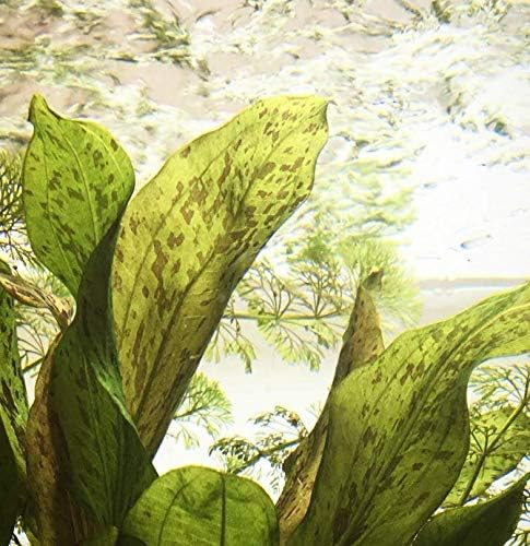 Echinodorus Ozelot "Red" Bundle Amazon Sword Tropical Live Aquarium Plants Decoration