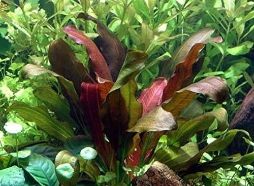 Echinodorus Red Rubin Amazon Sword Bundle Live Aquarium Decorations Aquatic Plants for Fish Tank by Mainam