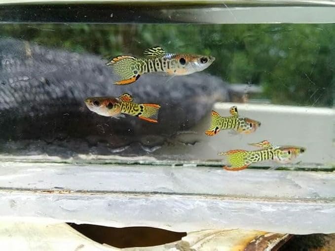 Swimming Creatures™ Tropical Live Guppy Freshwater Aquarium Fish (6 Assorted Color Endler)